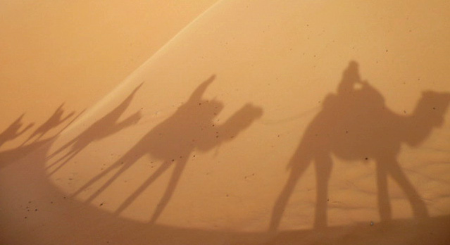 Camel Caravan during a desert safari to the Morocco / Algeria  border, 2010 