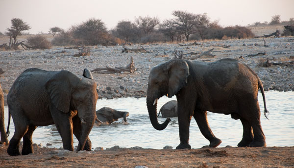 Elephant Duo at Watering Et