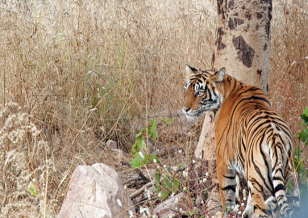 Indian Tiger, photo by GoErinGo