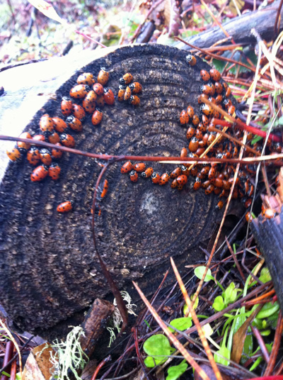 Ladybugs on a log, close up, photo by Go Erin Go