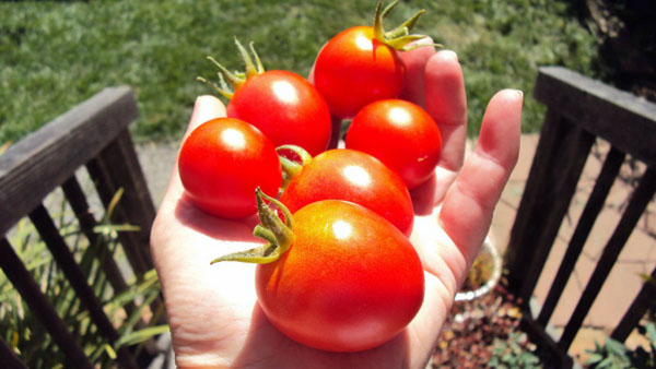More Tomatoes photo by GoErinGo