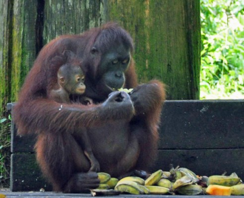 Orangutan and Baby, Borneo