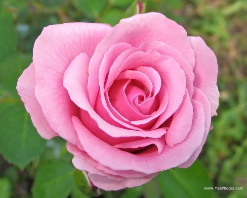Pink-Rose-01