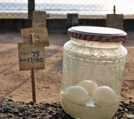 Turtle eggs waiting to be reburied in the warm sand