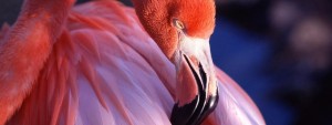 flamingo hiren photo